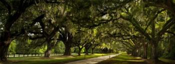 Southern Canopy | Obraz na stenu