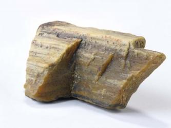 Petrified Wood | Obraz na stenu