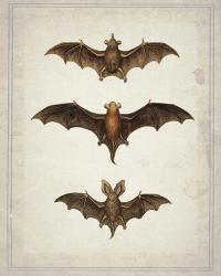 Bats | Obraz na stenu