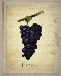 Grapes 1 | Obraz na stenu