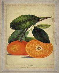 Oranges 1 | Obraz na stenu