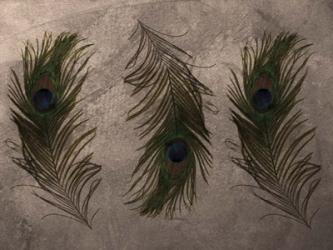 Peacock Feathers III | Obraz na stenu