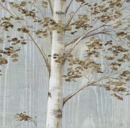 Birch Study II | Obraz na stenu