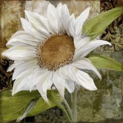 White Sunflower I | Obraz na stenu