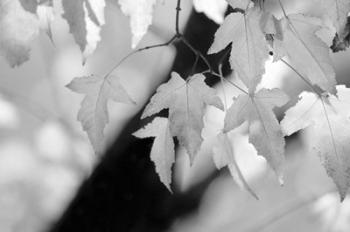 Leaves and Light | Obraz na stenu