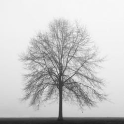 Winter Trio III | Obraz na stenu