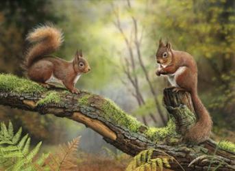 Red Squirrels | Obraz na stenu