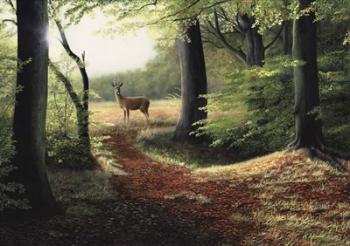 Roe Deer | Obraz na stenu