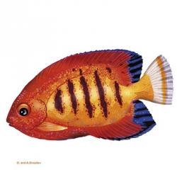 Fish 2 Red-Yellow | Obraz na stenu