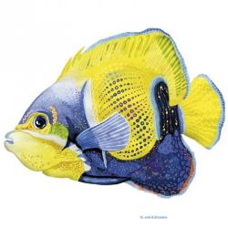 Fish 3 Blue-Yellow | Obraz na stenu