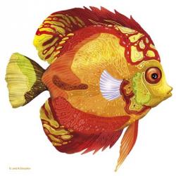 Fish 3 Red-Yellow | Obraz na stenu