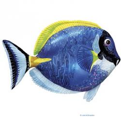 Fish 4 Blue-Yellow | Obraz na stenu