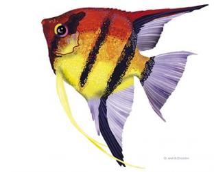 Fish 4 Red-Yellow | Obraz na stenu