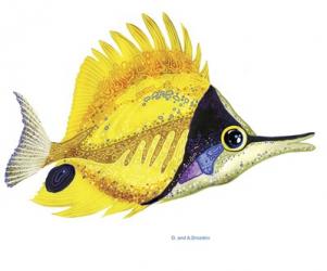 Fish 5 Red-Yellow | Obraz na stenu