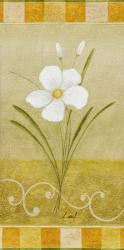 Delicate White II | Obraz na stenu