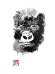 Gorilla | Obraz na stenu