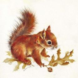 Red Squirrel | Obraz na stenu