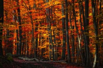 Forest Density | Obraz na stenu