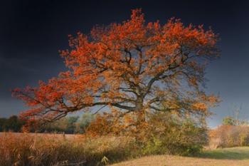 Melancholy Tree | Obraz na stenu