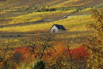 The House of Vines | Obraz na stenu