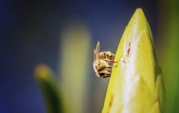 Bee On Protea | Obraz na stenu