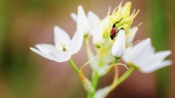 Bug On Flowers | Obraz na stenu