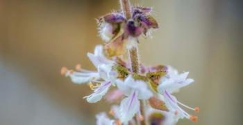 Macro Basil Flowers | Obraz na stenu