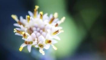 Macro Flower Head | Obraz na stenu