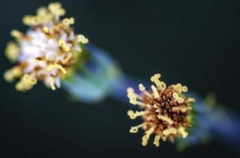 Macro Flower Heads | Obraz na stenu