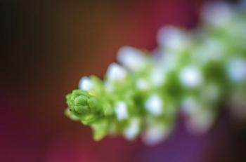 Macro Plant Bud | Obraz na stenu