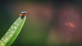 Red And Green Bug | Obraz na stenu