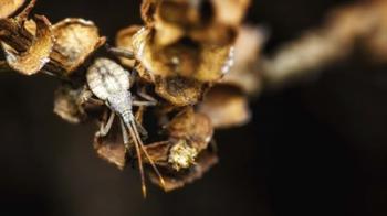 Shield Bug On Brown Leaves | Obraz na stenu