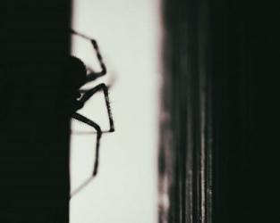 Spider 3 | Obraz na stenu