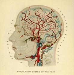 Brain_Head | Obraz na stenu