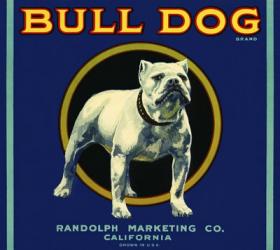 Bull Dog Brand | Obraz na stenu