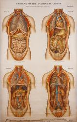 American Frohse Anatomical Wallcharts, Plate 2 | Obraz na stenu