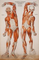 American Frohse Anatomical Wallcharts, Plate 2 | Obraz na stenu