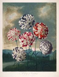 A Group of Carnations | Obraz na stenu