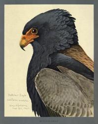 Abyssinian Bateleur Eagle | Obraz na stenu