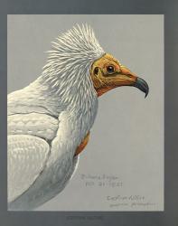 Abyssinian Egyptian Vulture | Obraz na stenu