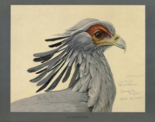 Abyssinian Secretary Bird | Obraz na stenu