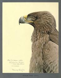 African Tawny Eagle | Obraz na stenu