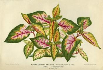 Alternanthera Amabilis Tricolor | Obraz na stenu