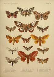 American Lepidoptera, Plate 3 | Obraz na stenu