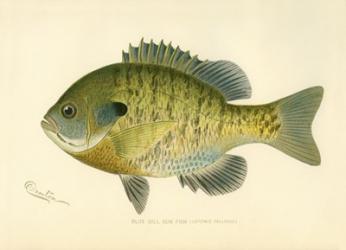 Blue Gill Sun Fish | Obraz na stenu