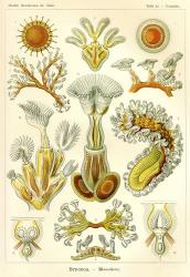 Bryozoa - Scheiben-Strahlinge - Heliodiscus | Obraz na stenu