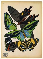 Butterflies Plate 1 | Obraz na stenu