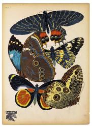 Butterflies Plate 10 | Obraz na stenu