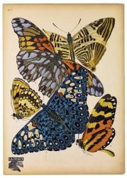 Butterflies Plate 11 | Obraz na stenu