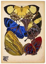 Butterflies Plate 12 | Obraz na stenu